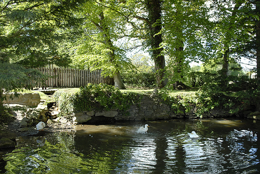duck pond