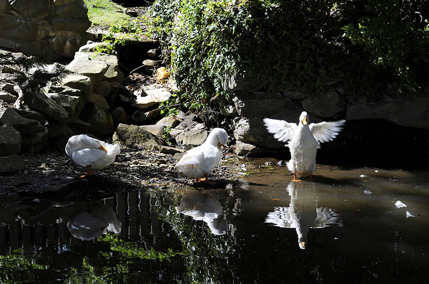 Wildlife Caravan Park